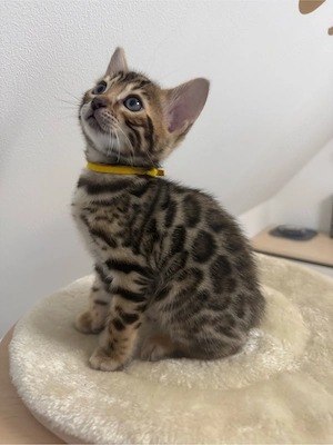 Bengal Kitten Schwarzwald FIFE