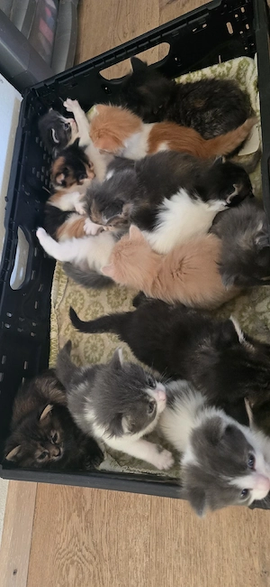main coon kitten