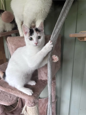 Katzin Momo, tricolor, sucht ihre Menschen