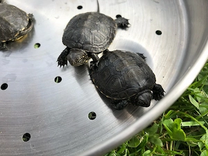 Emys Orbicularis Europäische Sumfschildkröte