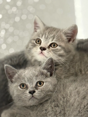 BKH Kitten