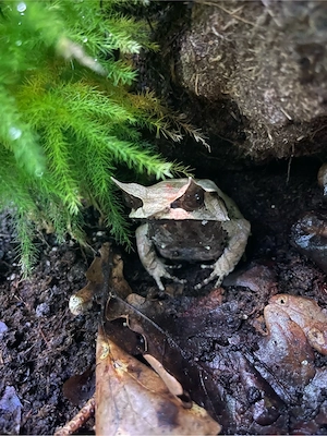 Megophrys nasuta