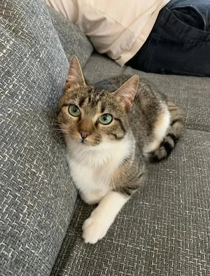 Tinkerbell Kleine Fee sucht ihr Nimmerlandikpppä.