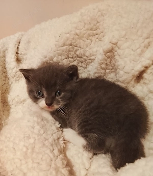 Britisch Kurzhaar Kitten 