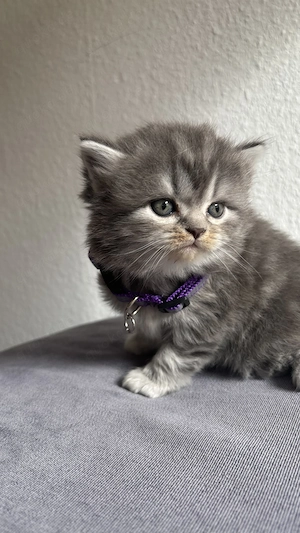 Liebevolle Katzenbabys suchen ein neues Zuhause 