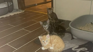  Kleine Katzenfamilie (Mama 1J. & 2 Babys 3M.) sucht DRINGEND gemeinsames Zuhause auf Lebenszeit!