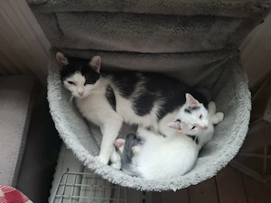 Katzenbaby sucht neues Zuhause 