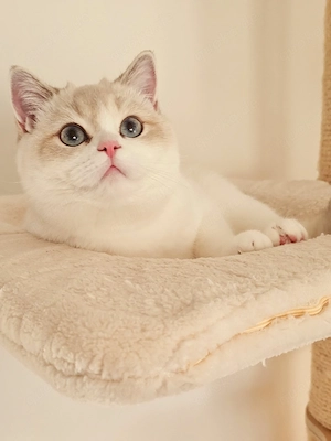 Bkh Katze mit Stammbaum