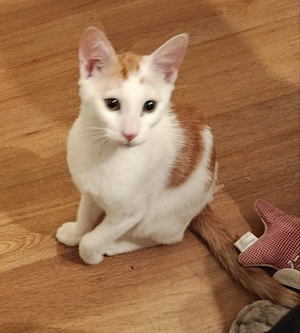Liebevoller Kater in liebevolle Hände