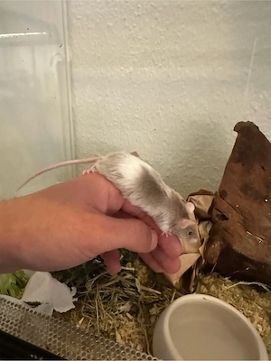3 Mäusebuben in Langhaar mit Terrarium