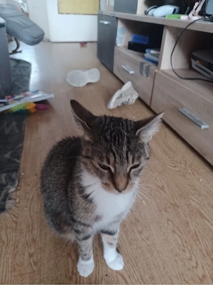 Katzen abzugeben