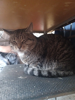 Kater abzugeben