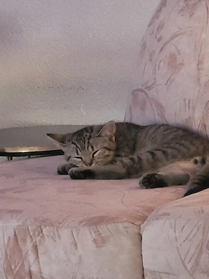 Reinrassige BKH kitte 
