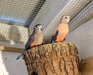 Bourkesittiche 