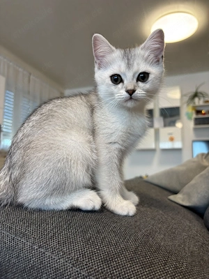 BKH Kitten Katzenbabys