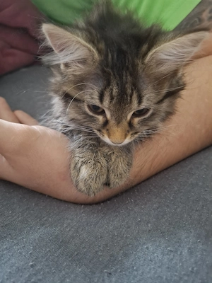 Maine Coon Kitten Tabby Angel