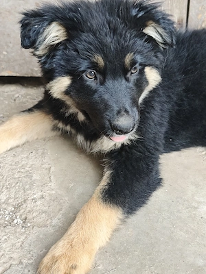  Altdeutscher Hütehund 
