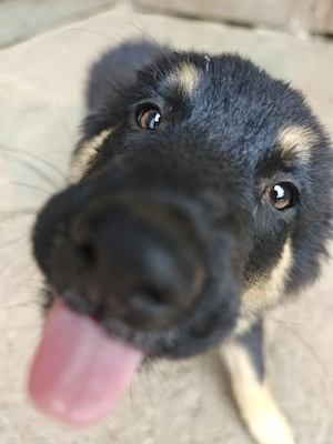  Altdeutscher Hütehund 