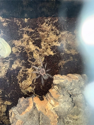 lasiodora klugi   Vogelspinne 