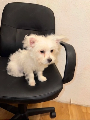  Bichon-Welpe zu verkaufen  preis für beide