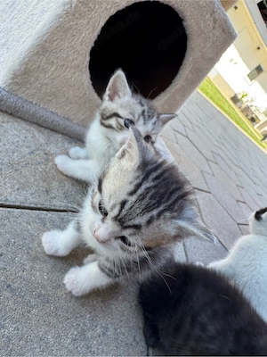 BKH Britisch Kurzhaar Katzen Babykatzen