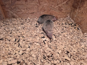Igel Tanrek