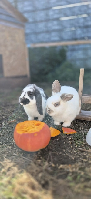 Zwergkaninchen-Weibchen  Sissi  sucht ein neues Zuhause   