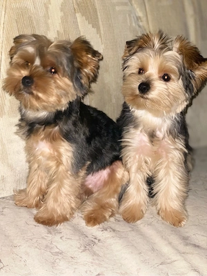 Zwei Yorkshire-Terrier-Rüden suchen ein liebevolles Zuhause