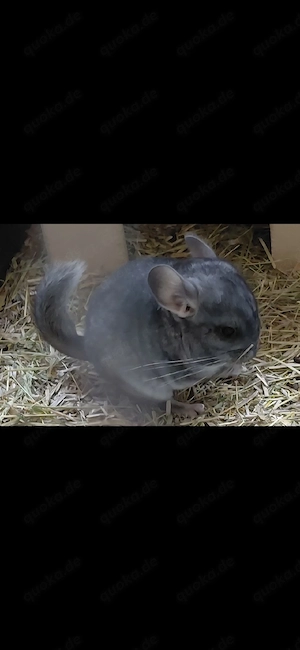 Chinchilla 
