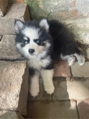 Pomsky Welpen