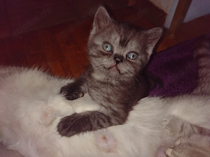 Bärchen suchen ein liebevolles Zuhause BKH-Kitten zum Kuscheln