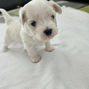 Reinrassiger Bichon Malteser   ein entzückender Welpe sucht die richtige Familie!