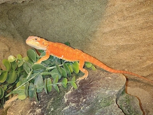 Wunderschöne Hypo Orange-Rot Bartagame super schön 50,00 Männchen ;)