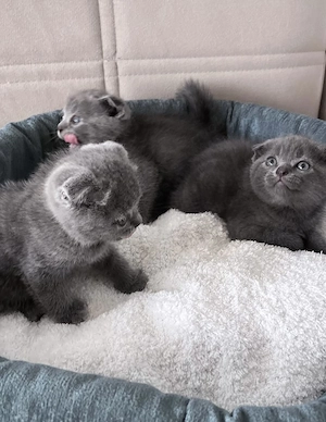  Bkh Britisch kurzhaar Babykatzen 