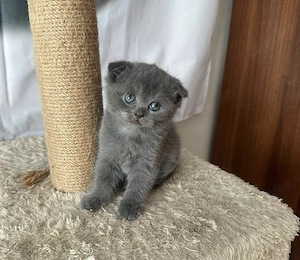 Babykatzen britisch kurzhaar 