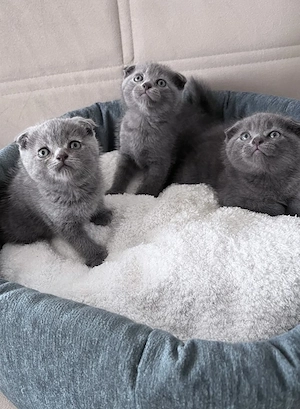 Babykatzen Britisch kurzhaar Bkh