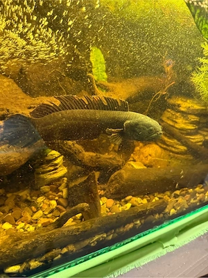 channa gachua