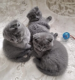 Babykatzen 5 Britisch kurzhaar Bkh 