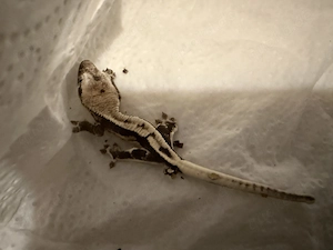 Kronengecko Axanthic lila Axanthic 0 0 2