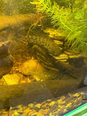 channa asiatica