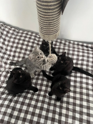 6 wunderschöne Mix-Kitten (BKH   Sibirische Katze) suchen ein Zuhause!