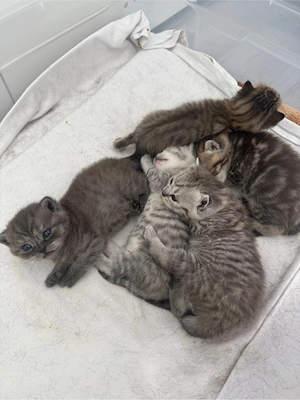 kitten zu verkaufen 