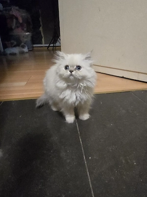 Katze Britisch Langhaar