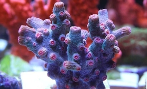 Cyphastrea Decadia Meerwasser Ableger Korallen SPS LPS 