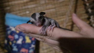 4 Sugar Glider Joys