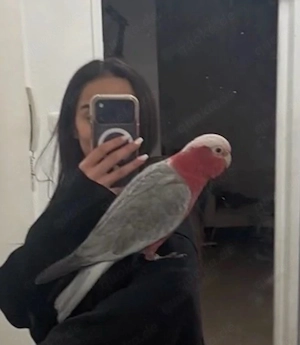 Schweren Herzens abzugeben: Mein geliebter Galah-Kakadu  Shico 