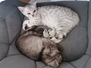 2 weibliche bkh Katzen 