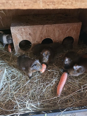 Meerschweinchen Männchen 