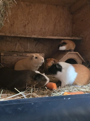 Meerschweinchen Männchen 