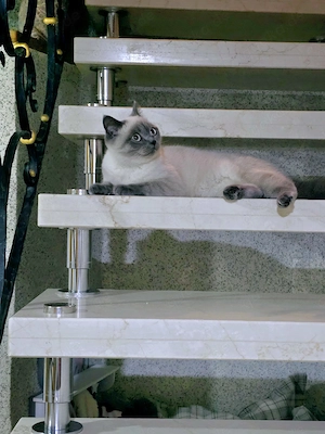 Katze britisch kurzhaar 